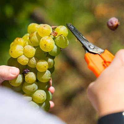 Castellberg Without Alcohol: What Löffler Extracts from the Markgräflerland - Alcfree.ch